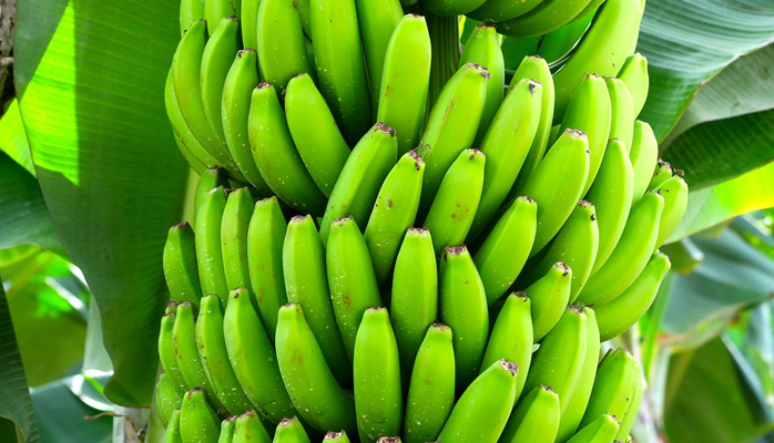 Des ouvriers nicaraguayens de la banane obtiennent près d'un milliard de dollars d'indemnisation de multinationales vendant des pesticides